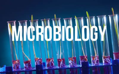 Director Of Global Microbiology, Midwest